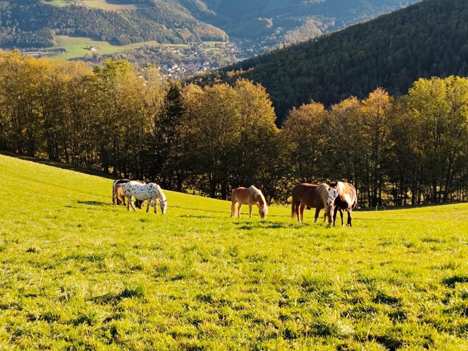 Miniferienwohnung Fuer Unkompliziertes Naturliebhaberpaerchen Payerbach Luaran gambar